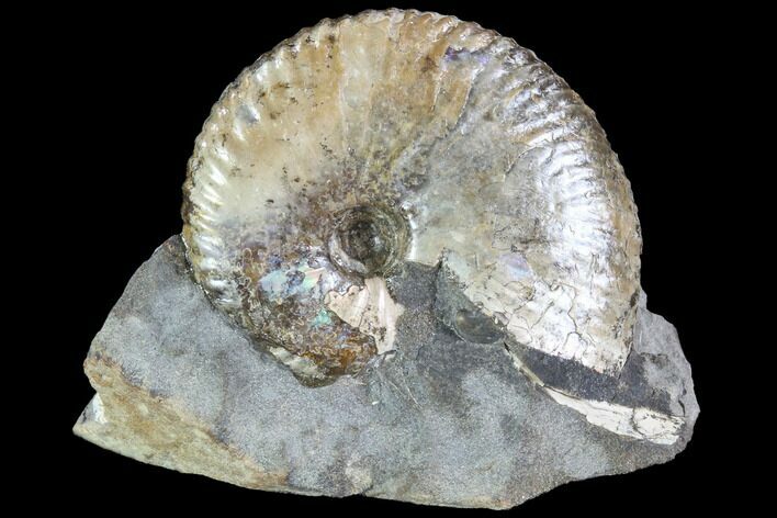 Ammonite (Hoploscaphities) Fossil - South Dakota #86202